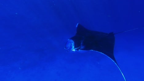 encuentro cercano entre una niña y una manta raya que pasaba