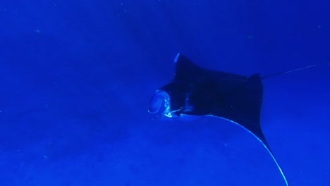 close encounter between a young girl and a manta ray passing by