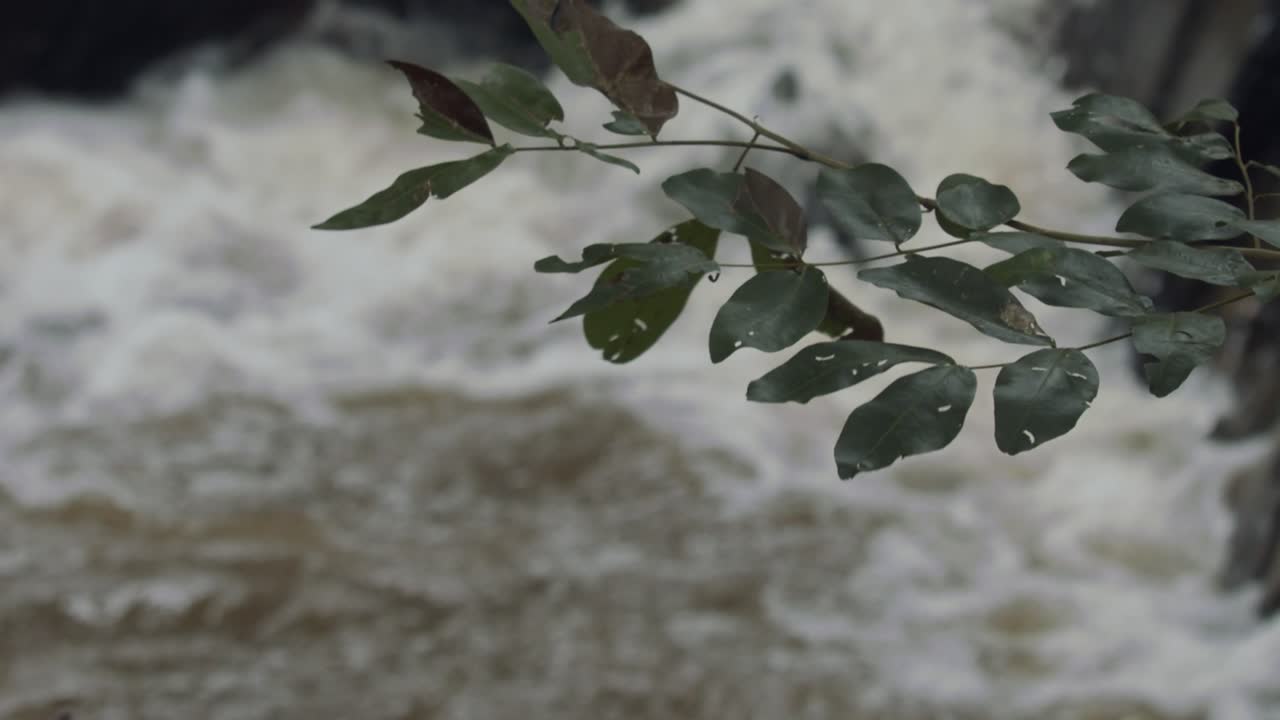 inundaciones repentinas en la selva amazónica durante una sequía - hojas en primer plano con fondo desenfocado
