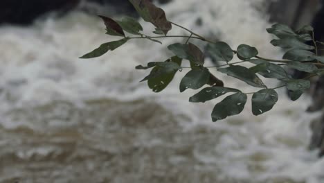 flash flooding in the amazon rainforest during a drought - leaves in the foreground with defocused background