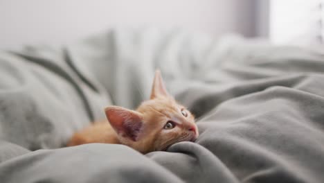 Close-up-of-a-ginger-cat-lying-on-bed-in-a-bedroom-at-home