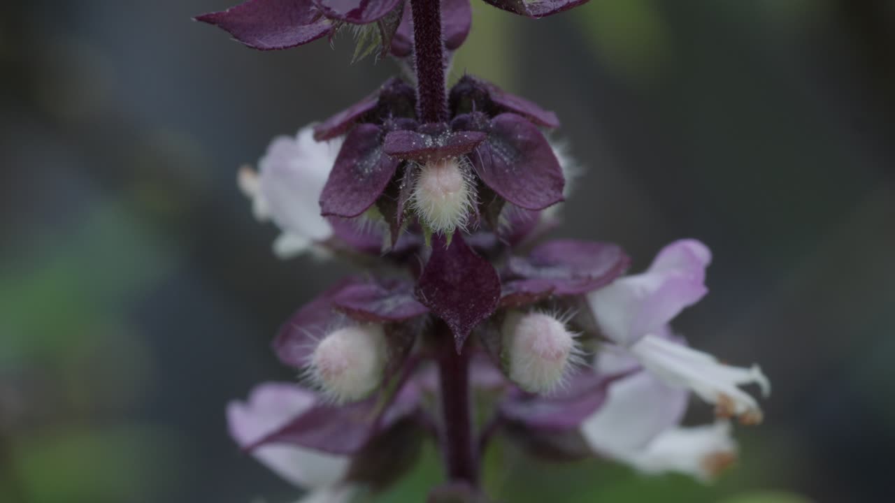 보라색 바실리 꽃의 클로즈업