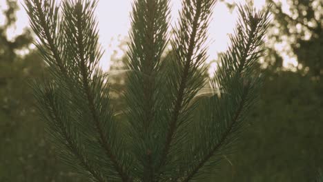 a few spider webs in a conifer at sunset
