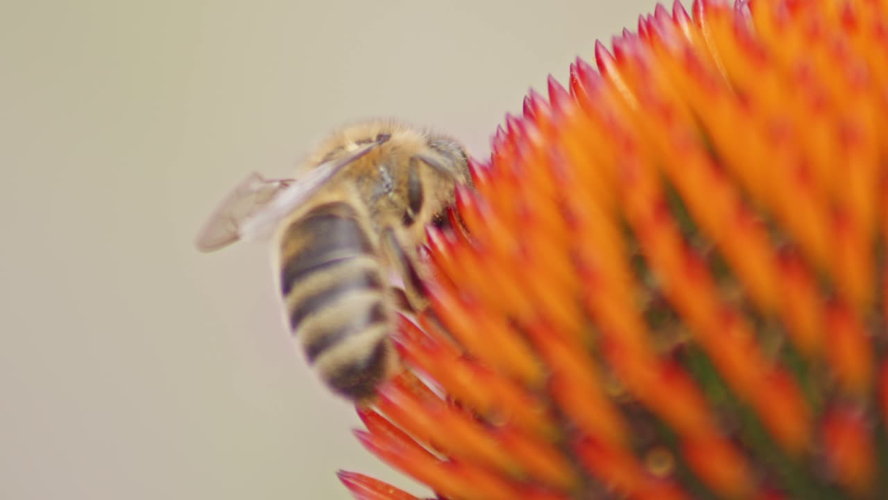 macro extremo de una abeja melífera bebiendo néctar en la cabeza de la coneflower