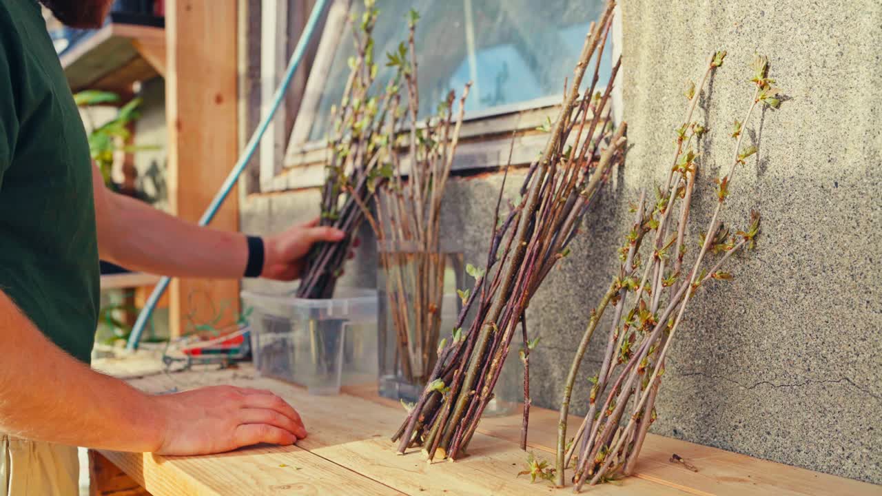 Man Soaking Pruned Twigs In Water - Close Up