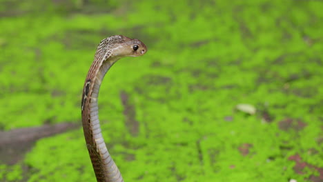 poisonous dangerous indian spectacle cobra ready to attack in 4k