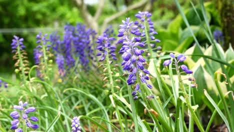 Algunos-Hermosos-Jacintos-De-Uva-Que-Soplan-En-La-Brisa