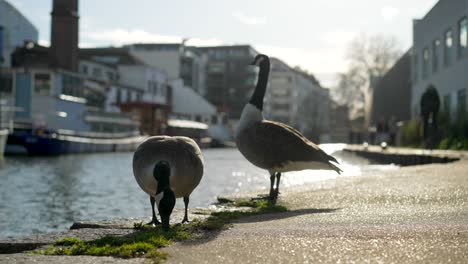 two wild geese standing by the canal in london city, one goose is eating grass in slow-motion, during mating season on a bright spring sunny day