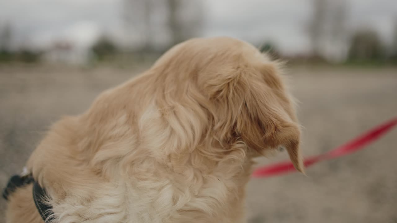 해변에서 강아지 얼굴 클로즈업, 슬로우 모션