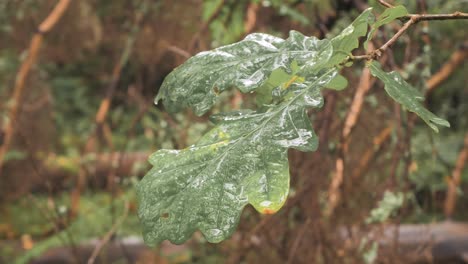 Gotas-De-Lluvia-Cayendo-Sobre-Las-Hojas-De-Un-Roble