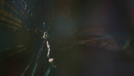 forest spider web swaying in countryside nature rainforest. insect wild life.