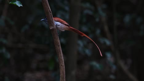 seen perching on a vertical bent branch as the camera zooms out then it flies away to the right, blyth's paradise flycatcher terpsiphone affinis, thailand