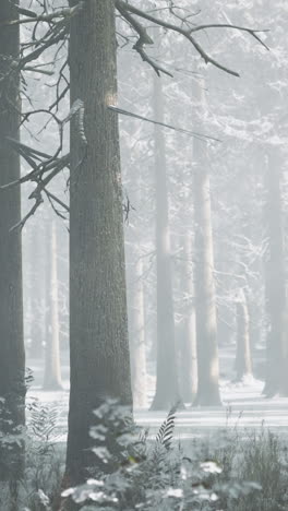 snowy forest in winter