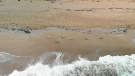 Drone-footage-around-seagulls-on-the-beach-facing-sand-in-Sozopol,-Bulgaria