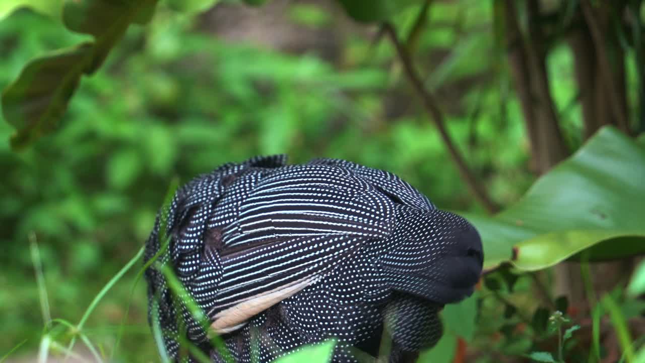 primer plano extremo de una gallina de guinea con cresta, guttera pucherani vista en la naturaleza, acicalándose y limpiando su hermoso plumaje negro distintivo con densas manchas blancas en su hábitat natural