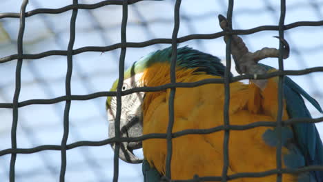 a blue-and-yellow macaw hanging onto the cage of its enclosure with its claws