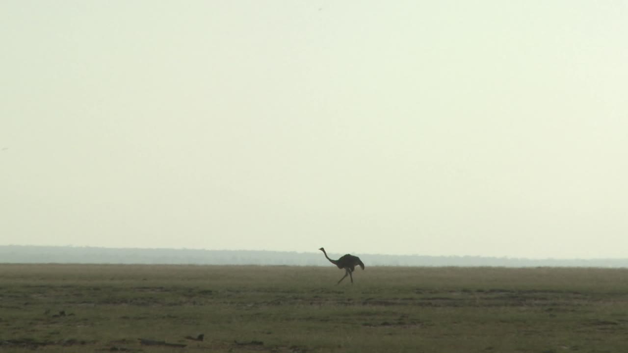 un avestruz camina a lo lejos por las llanuras de áfrica