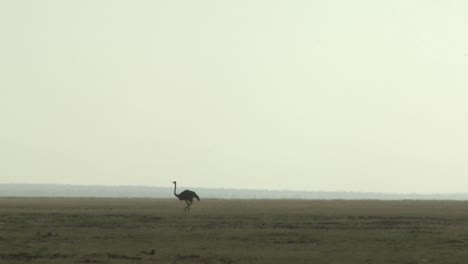 an ostrich walks in the distance across the plains of africa