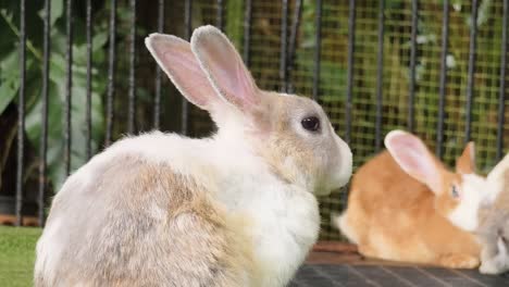 rabbits in a cage