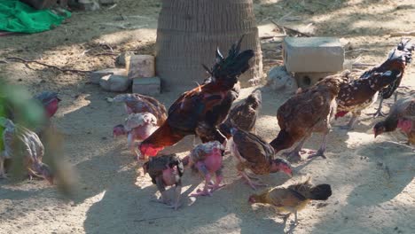 chickens eating rice