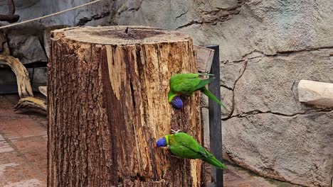 dos loros están posados en un tronco en un recinto del zoológico