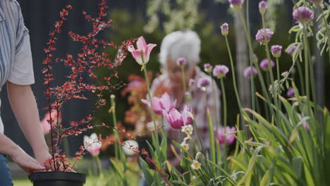 gardening - a woman planting flowers in the front garden in the backyard of the house