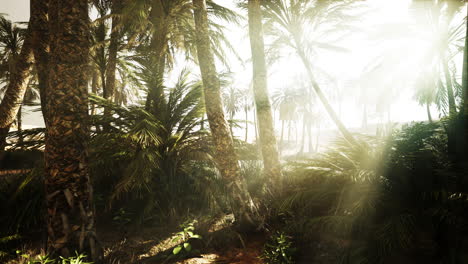 the palms oasis trail is one of many popular hikes in national park