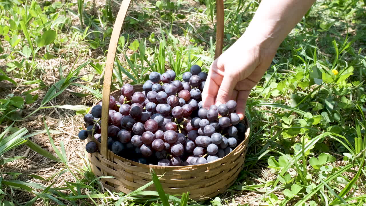la mano pone uvas oscuras en una canasta de madera en el suelo de hierba soleada, en movimiento lento