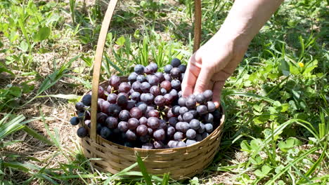 hand puts dark grapes into wooden basket on sunny grass ground, slo-mo