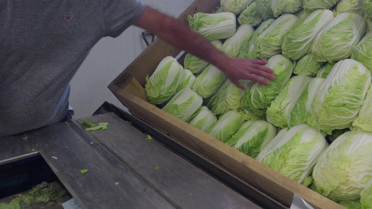 A close-up shot of a worker's hand picking fresh Chinese cabbage from a wooden storage box to place it on a packing conveyor line in Lier, near Drammen, Norway.
