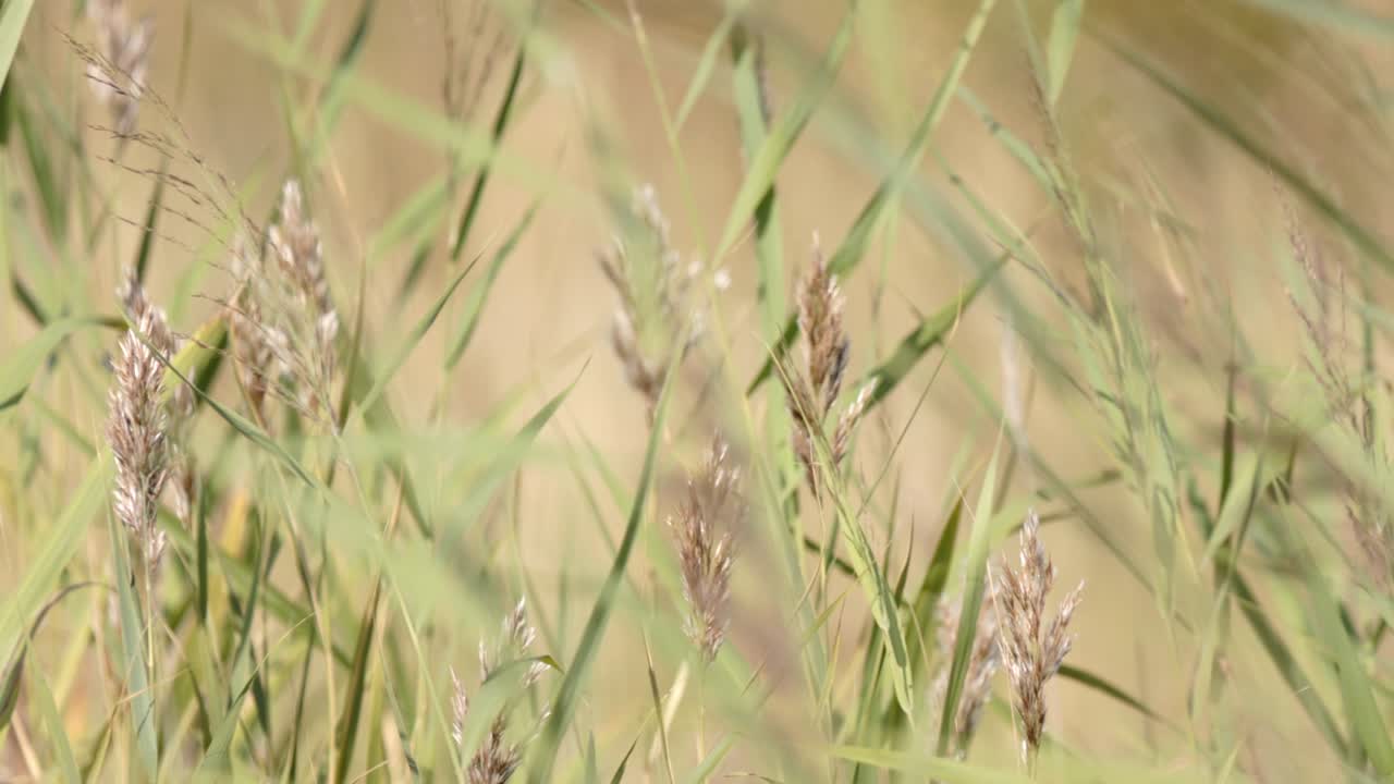 hierba natural alta en un día soleado