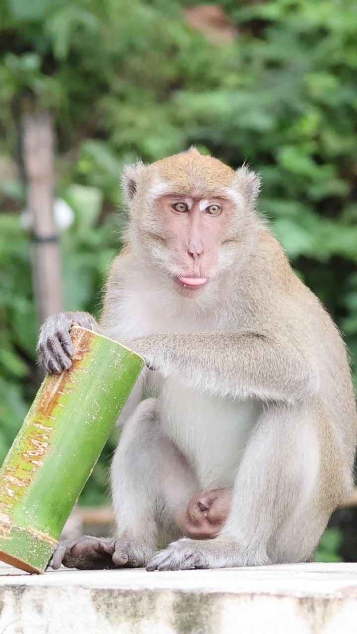 A curious macaque monkey sits on a ledge holding a piece of bamboo against greenery