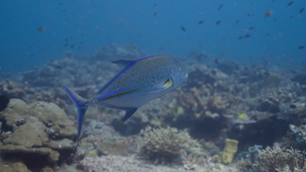 Kinematisk undervannsbilde av et par Bluefin Trevally-fisker som svømmer forbi en dykker i Indonesia