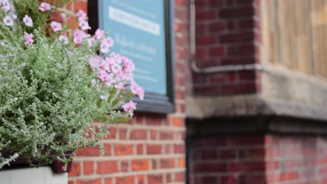 thyme plant with flowers near brick wall