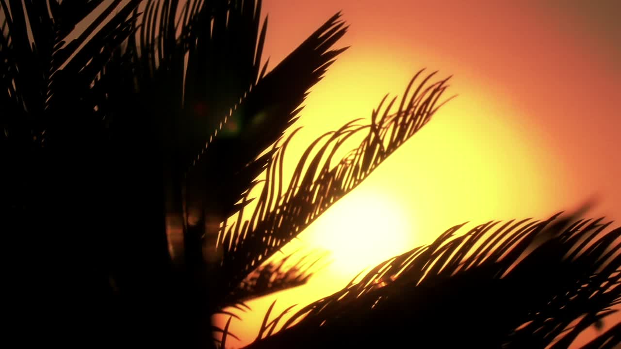 Palm tree silhouette at sunset