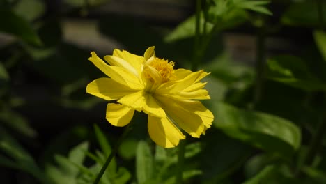 yellow-flower--gold--green-