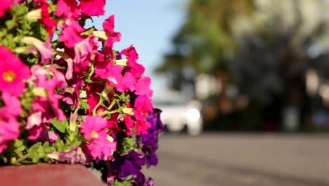 Flores-Rosas-Brillantes-Al-Lado-De-Una-Calle-Desenfocada-Con-Autos-Pasando