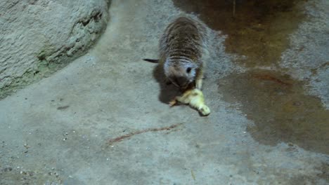 rock hyrax playing with dead chicken in a zoo