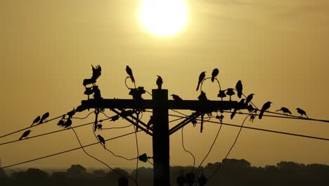 Vögel-Sitzen-Im-Texanischen-Sonnenaufgang-Auf-Einem-Draht-Und-Fliegen-Ein-Und-Weg