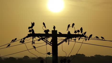 los pájaros se sientan en un cable en el amanecer de texas como volar en y volar lejos