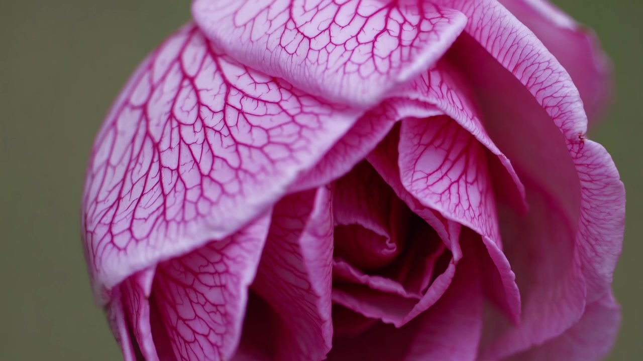 Time Lapse of a Pink Rose Bud Slowly Opening