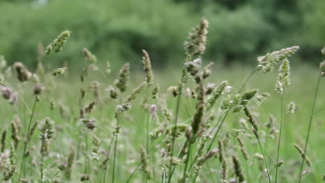 Summer-pasture-grasses-blowing-in-the-wind-in-a-field-in-Worcestershire,-England