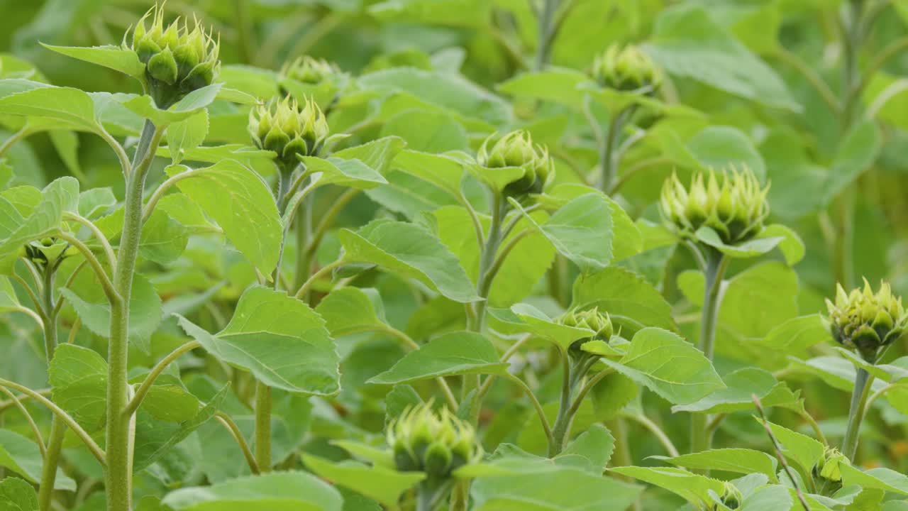 Static wide shot of green sunflower buds swaying in the wind under overcast light