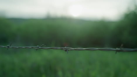 Barbed-Wire-Fence-with-Spider-Webs-Scenic-Landscape-in-Green-Field-Near-Forest-in-Colorado-Mountains