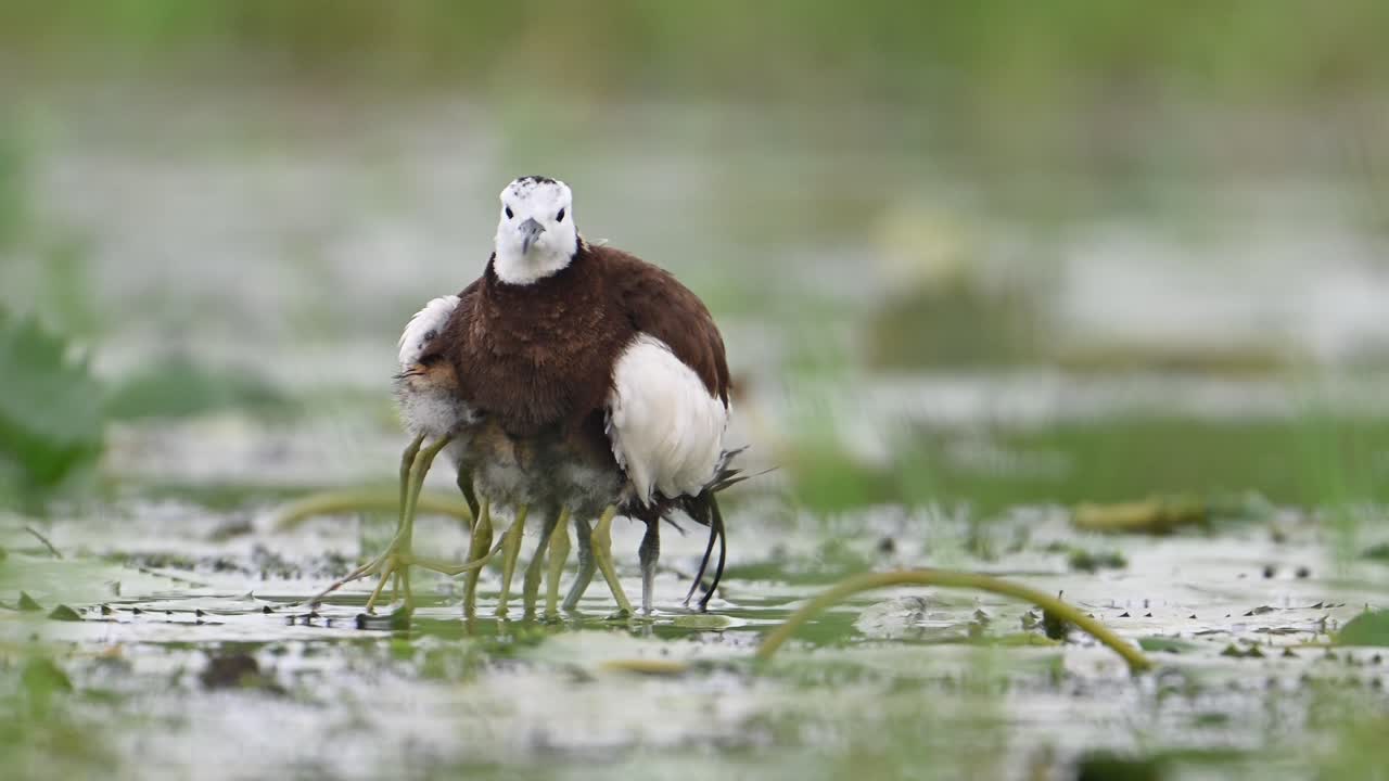 Jacana dalla coda di fagiano che nasconde i pulcini sotto le sue ali per salvarli dalla pioggia.