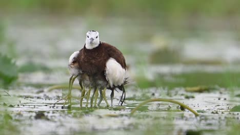 Jacana-De-Cola-De-Faisán-Que-Esconde-Polluelos-Debajo-De-Sus-Alas-Para-Salvarlos-De-La-Lluvia