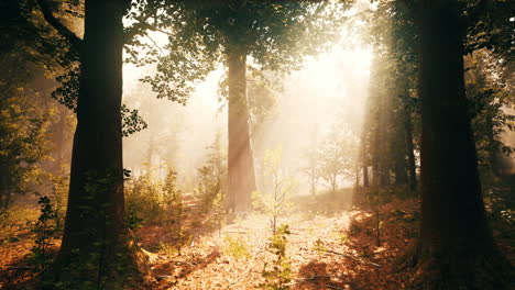 sunbeams through the foggy forest