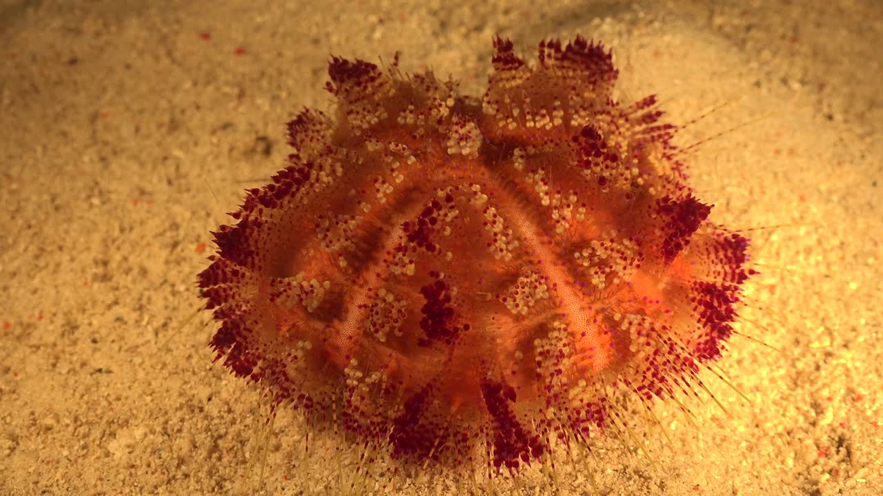 erizo de fuego caminando sobre el suelo arenoso del océano de cerca por la noche