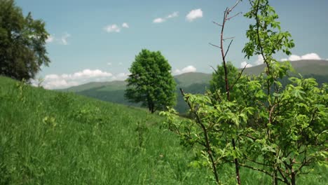 scenic footage of a peaceful summer meadow in the romanian carpathians, featuring lush green grass, scattered trees, and distant forested hills under a blue sky with scattered clouds.