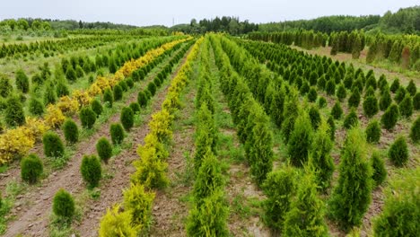 straight drone motion reveals green and yellow conifer rows in breezy nursery